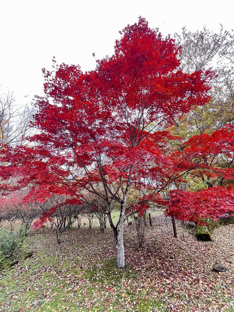 日本追楓趣(24)繪本之森美術館 - 第45張圖 日本追楓趣(24)繪本之森美術館