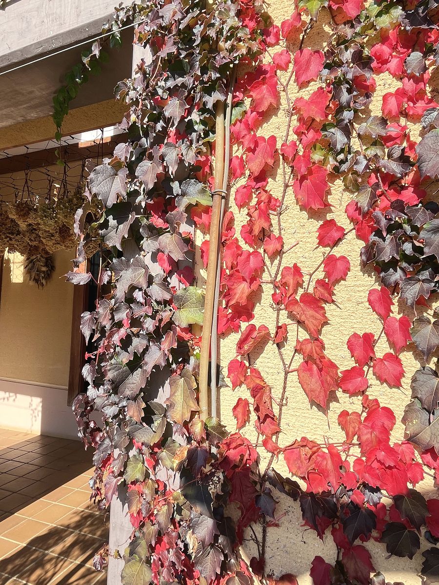 日本追楓趣（28）午餐於「海蒂的村莊」主題樂園