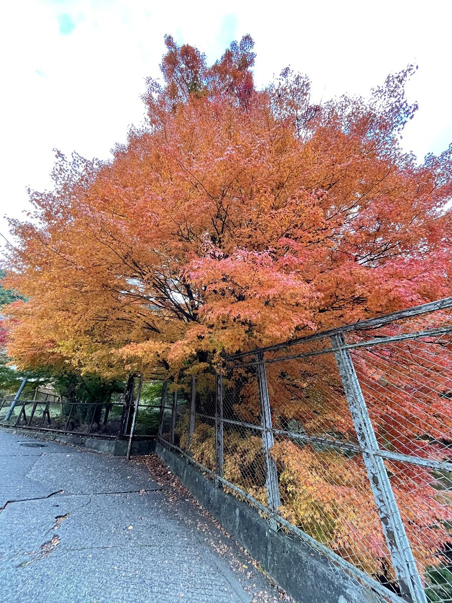 日本追楓趣（31）河口湖之搭乘纜車上天上山公園
