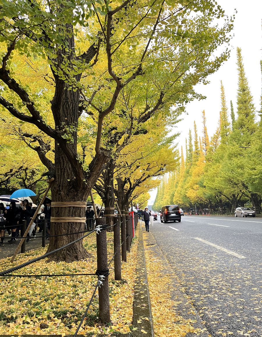日本追楓趣(34)午餐逛街 / 明治神宮外苑 - 第12張圖 日本追楓趣(34)午餐逛街 / 明治神宮外苑