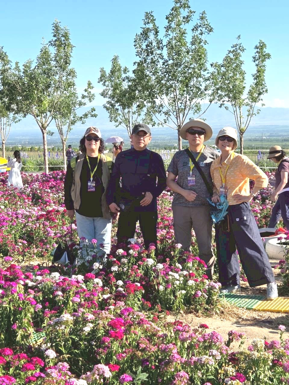 北疆圓夢去（22）天山花海